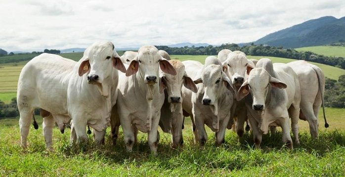 Respuesta productiva del ganado Cebú suplementado con energizante hasta el  año de edad en el trópico mexicano