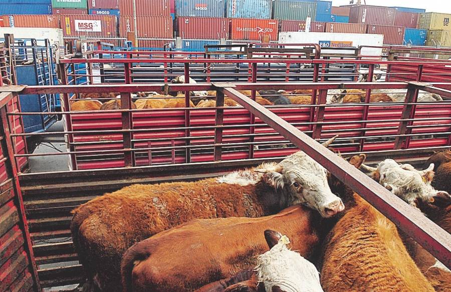 Se redujo casi 7% la exportación de ganado en pie hacia EE. UU.